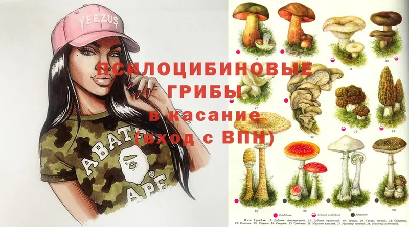 что такое   Туринск  Галлюциногенные грибы Psilocybine cubensis 